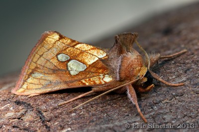 Gold Spot